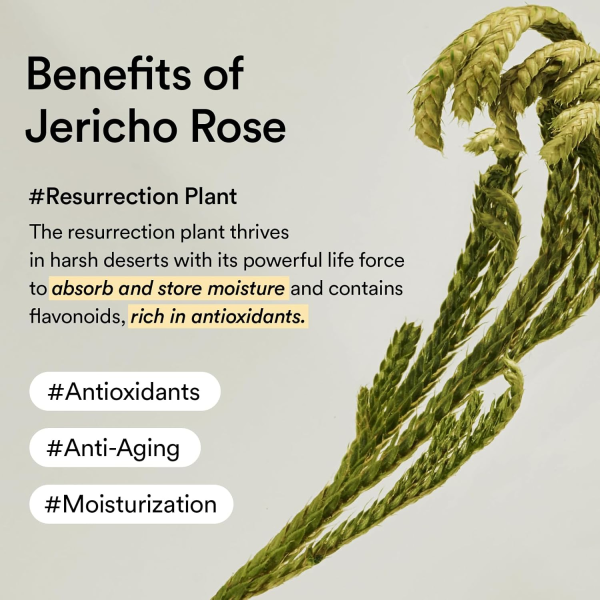 skincare-kbeauty-glowtime- abib jericho rose creme nutrition tube